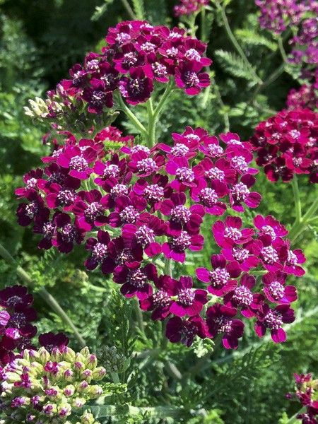 Achillée millefeuille 'Cassis'