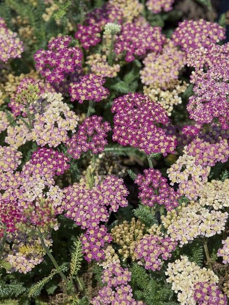 Achillée millefeuille 'Desert Eve Deep Rose'