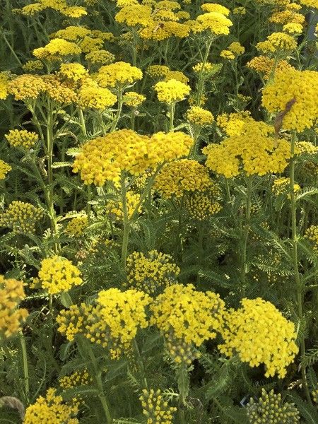 Achillée millefeuille 'Desert Eve Deep Yellow'