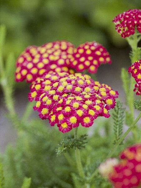 Achillée millefeuille 'Desert Eve Red'