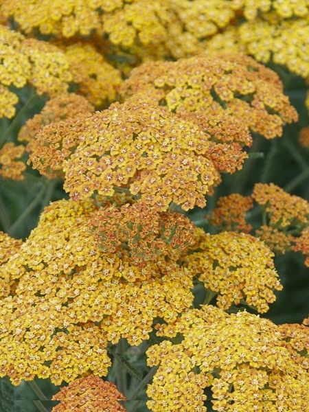 Achillée millefeuille 'Desert Eve Terracotta'