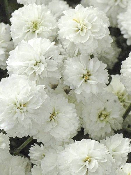 Achillée millefeuille 'Double Diamond'