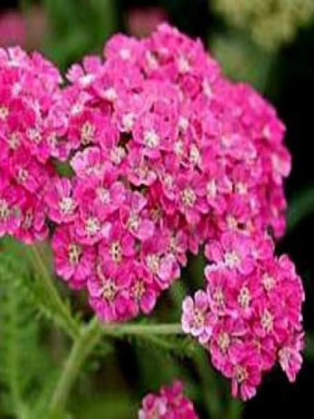 Achillée millefeuille 'Excel'