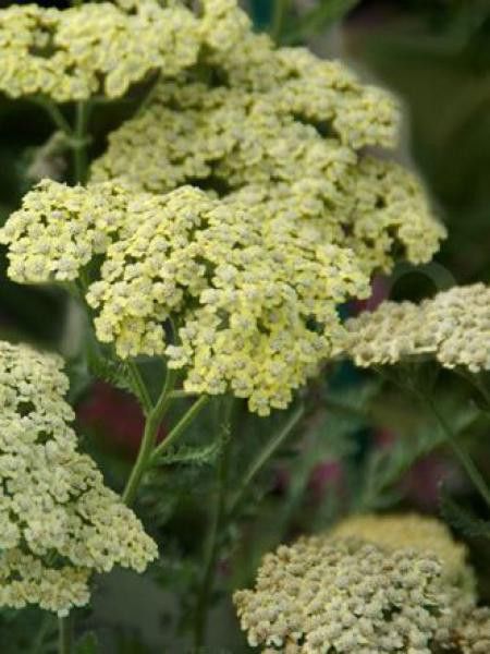 Achillée millefeuille 'Hymne'
