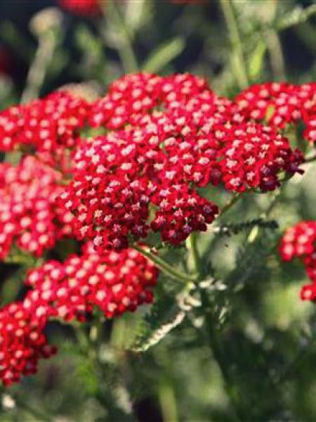 Achillée millefeuille 'Laura'