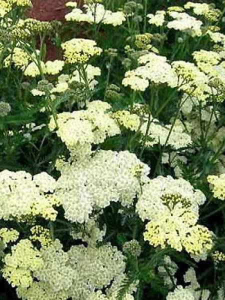 Achillée millefeuille 'Mondpagode'