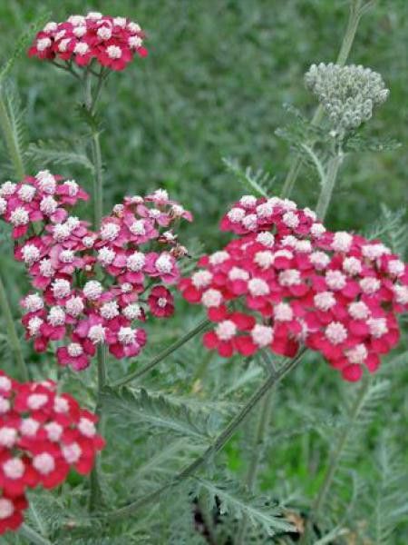 Achillée millefeuille 'Peggy Sue'