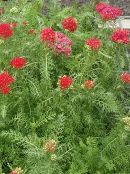 Achillée millefeuille 'Pomegranate'