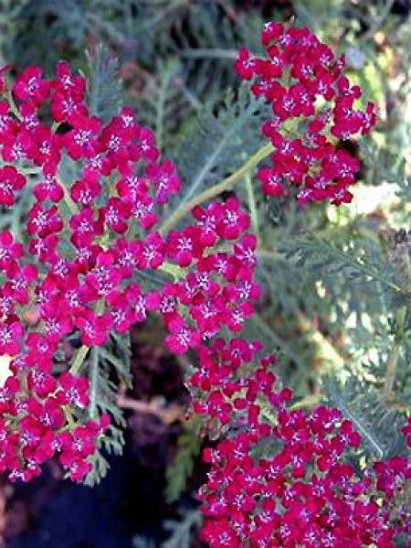 Achillée millefeuille 'Sammetriese'