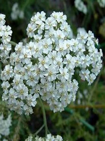 Achillée millefeuille 'Schneetaler'