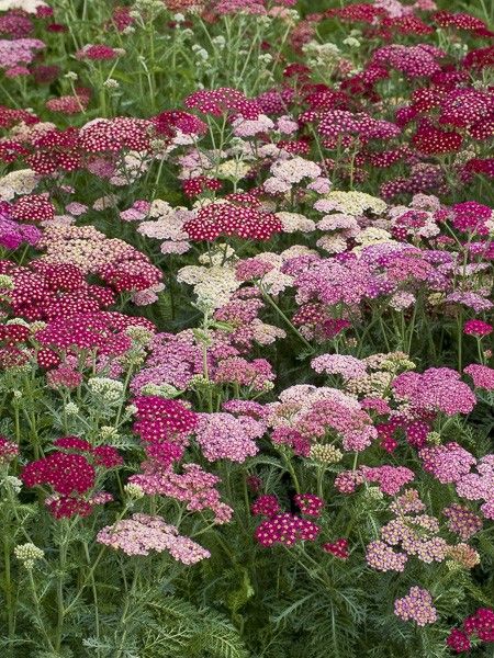 Achillée millefeuille 'Summer Berries''