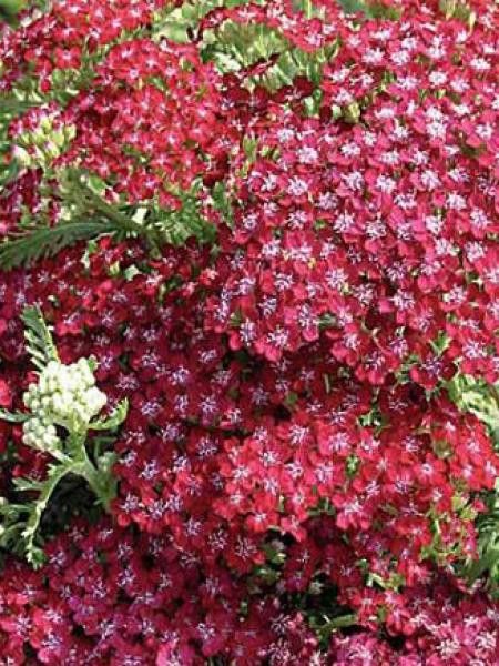 Achillée millefeuille 'Summerwine'