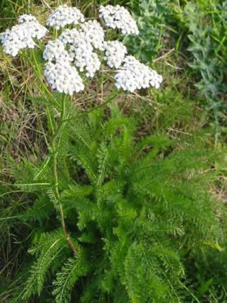 Achillée millefeuille 'White Beauty'