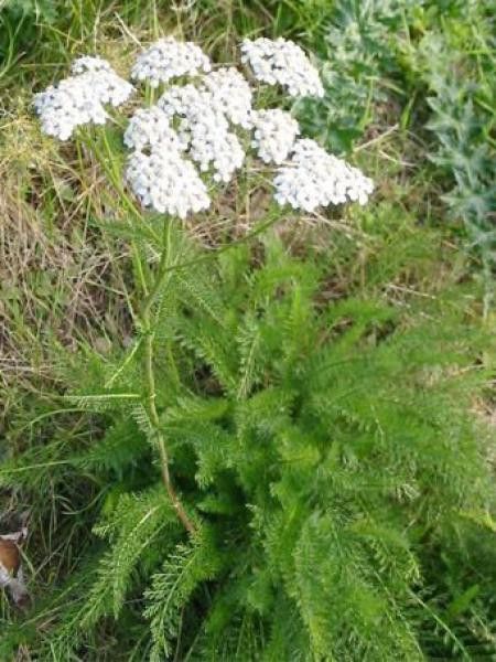 Achillée millefeuille