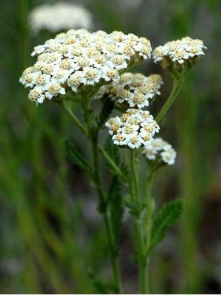 Achillée odorante