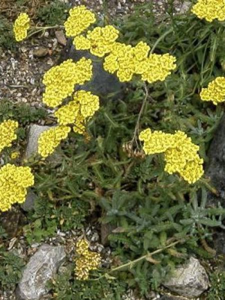 Achillée tomenteuse