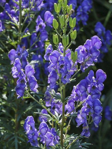 Aconit 'Blue Lagoon'