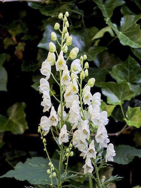 Aconit, Casque de Jupiter 'Album'