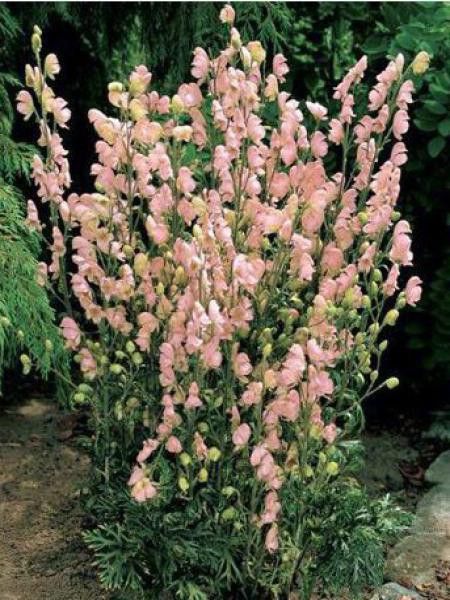 Aconit, Casque de Jupiter 'Rubellum'