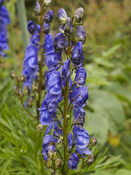 Aconit, Casque de Jupiter 'Subsp Vulgare'