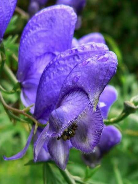 Aconit, Casque de Jupiter
