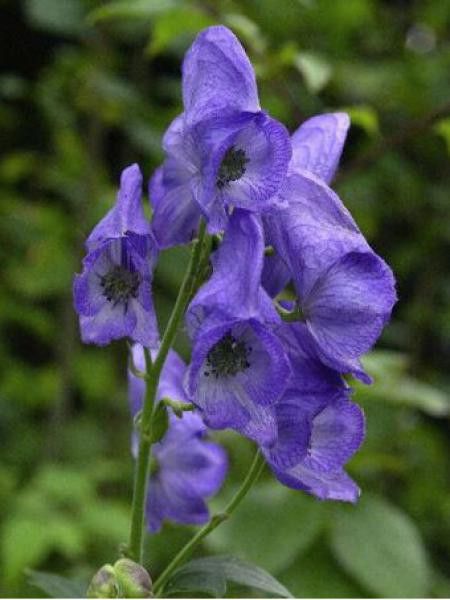 Aconit de Carmichael  'Arendsii'
