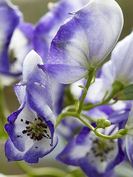 Aconit de Carmichael 'Cloudy'