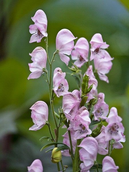 Aconit 'Pink Sensation'