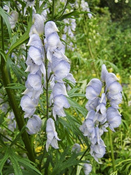 Aconit 'Stainless Steel'