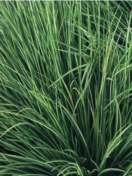 Acore gramineus strié d'argent