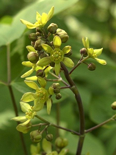 Actée à grappes bleues, Racine de squaw