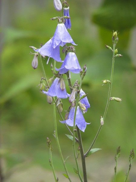 Adenophora liliifolia