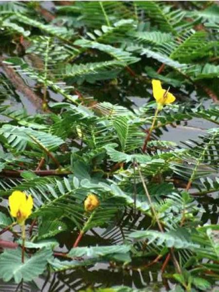 Aeschynomene fluitans 