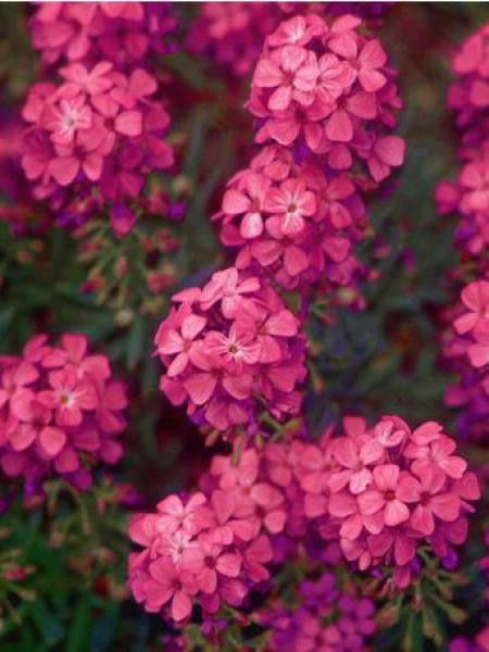 Aéthionema d'Arménie 'Warley Ruber'