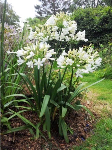 Agapanthe 'Artic Star'