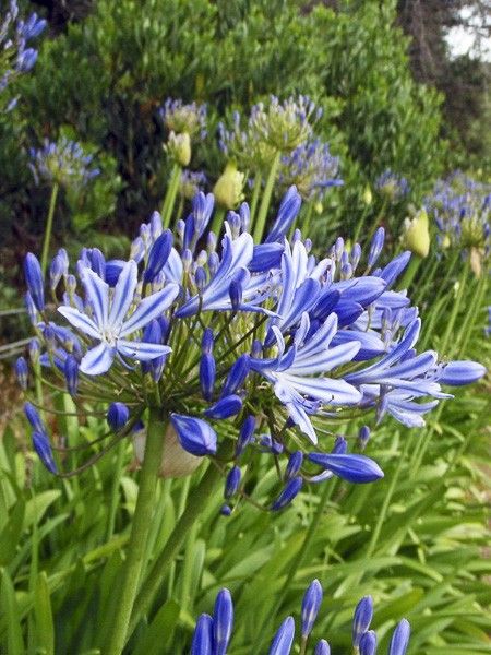 Agapanthe 'Blue Giant'