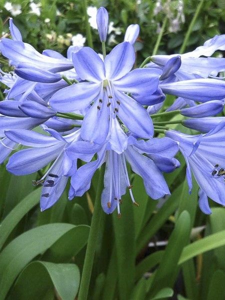 Agapanthe 'Blue Heaven'
