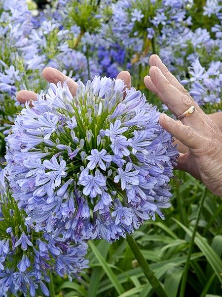 Agapanthe 'Blue Infinity'