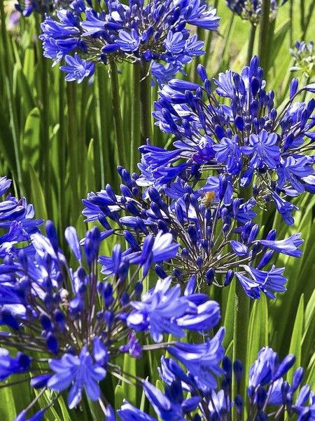 Agapanthe 'Blue Jeans'