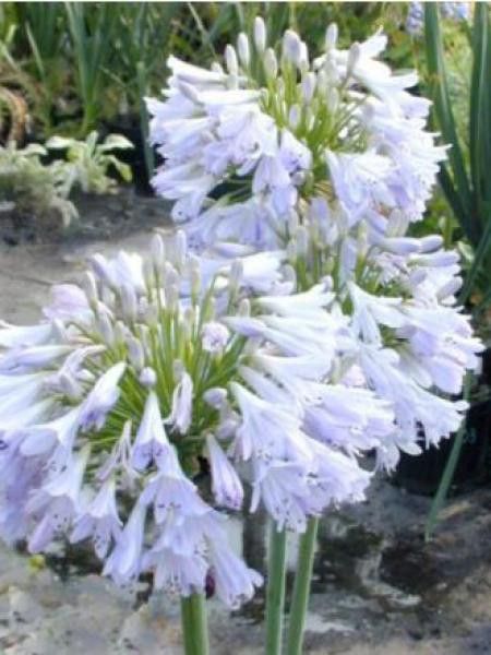 Agapanthe 'Blue Moon'