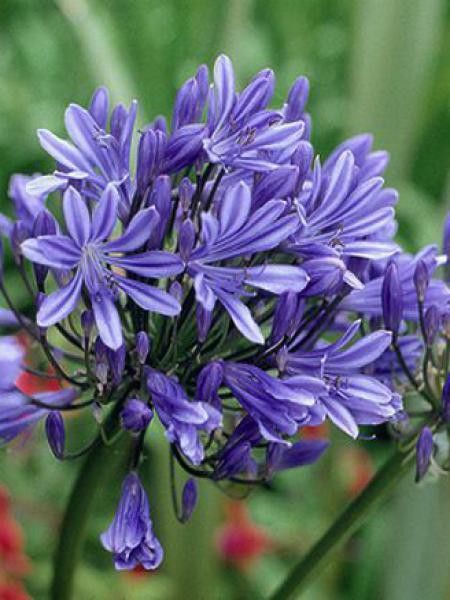 Agapanthe 'Bluestorm'