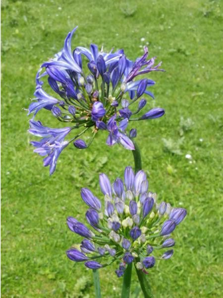 Agapanthe 'Bluety'