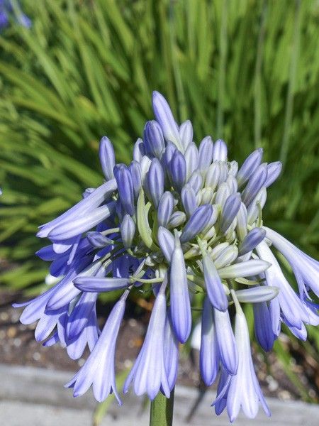 Agapanthe 'Celebration'