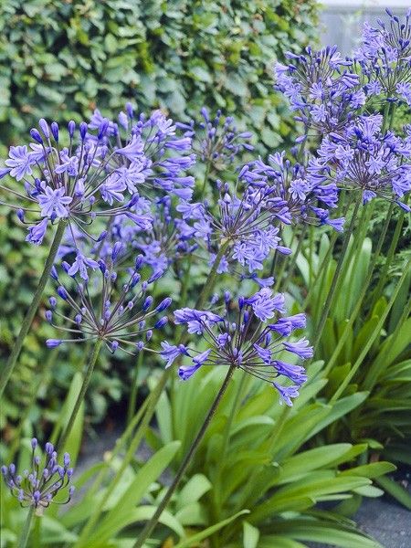 Agapanthe 'Charlotte'