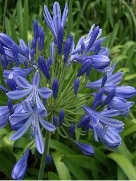 Agapanthe d'Afrique