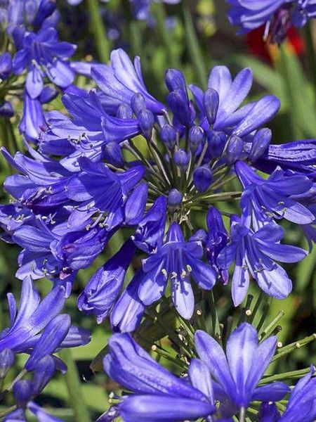 Agapanthe 'Ever Sapphire'