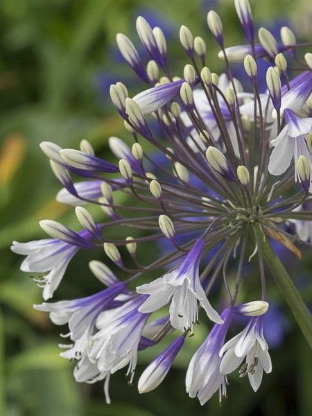 Agapanthe 'Fireworks'