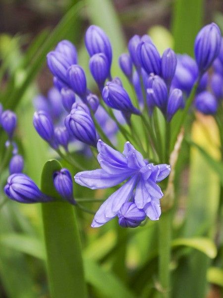 Agapanthe 'Flore Pleno'