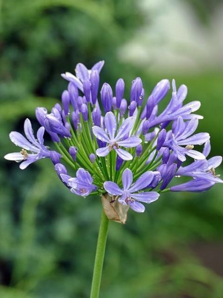 Agapanthe 'Glenavon'