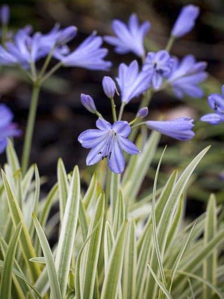 Agapanthe 'Golden Drop'